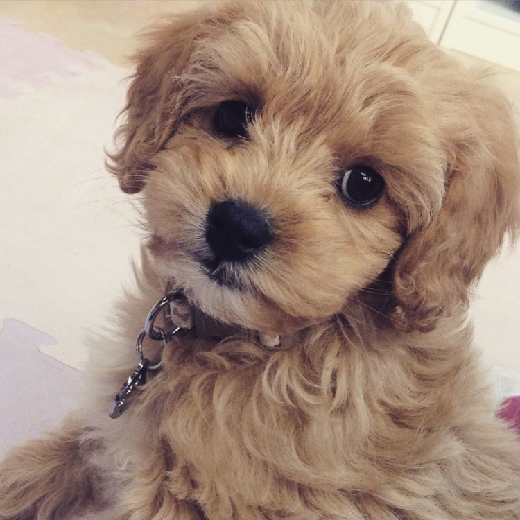 Кокер пудель