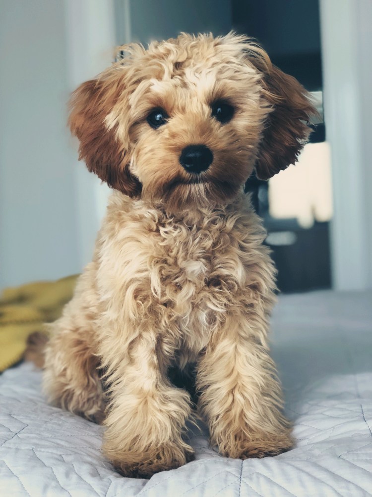 Мальтипу терьер