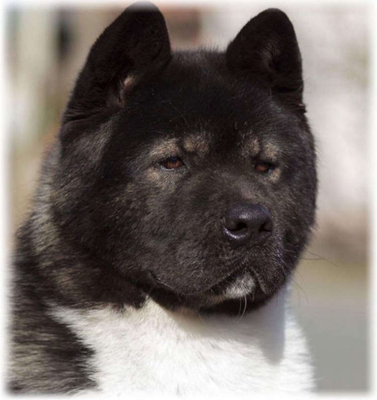 Американская Акита