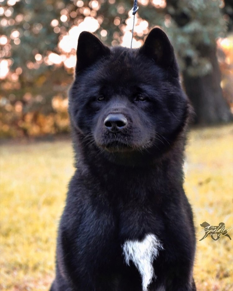 Акито американский черный