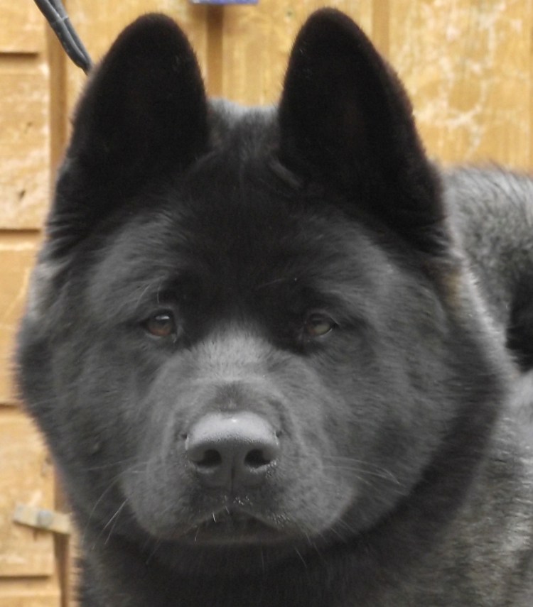 Акита ину черная