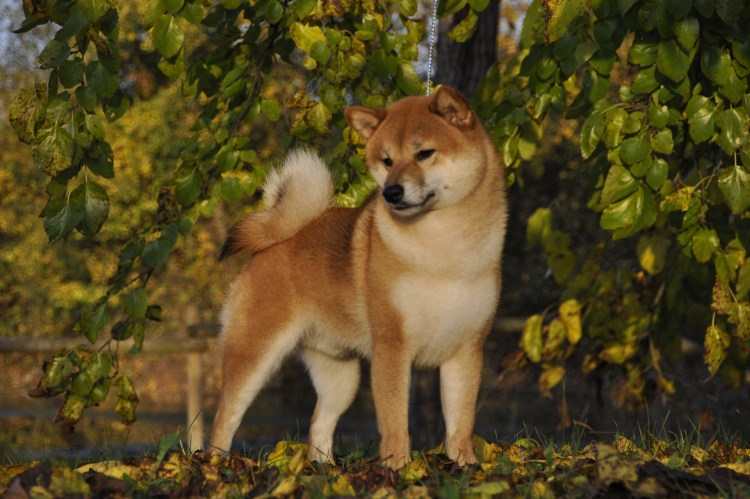 Акита ину черная