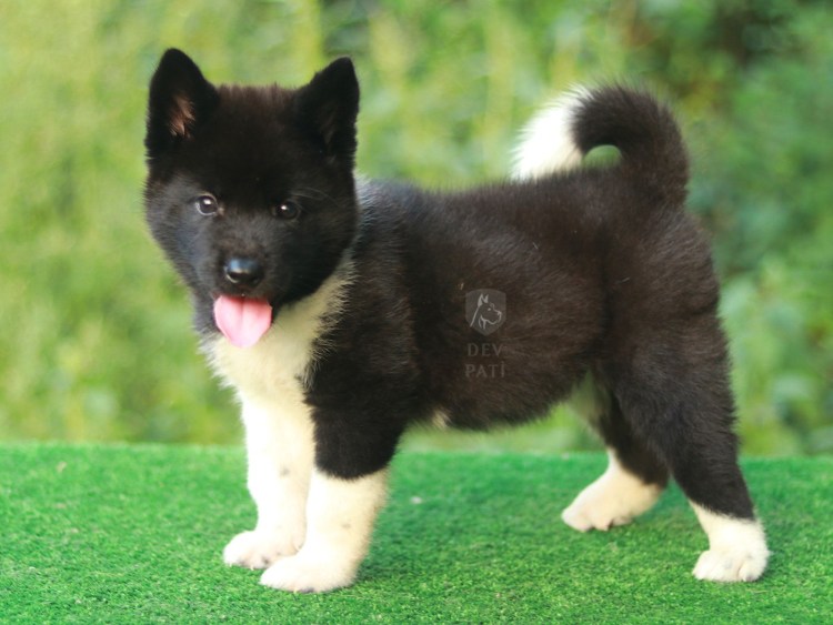 Акита-ину американская черная