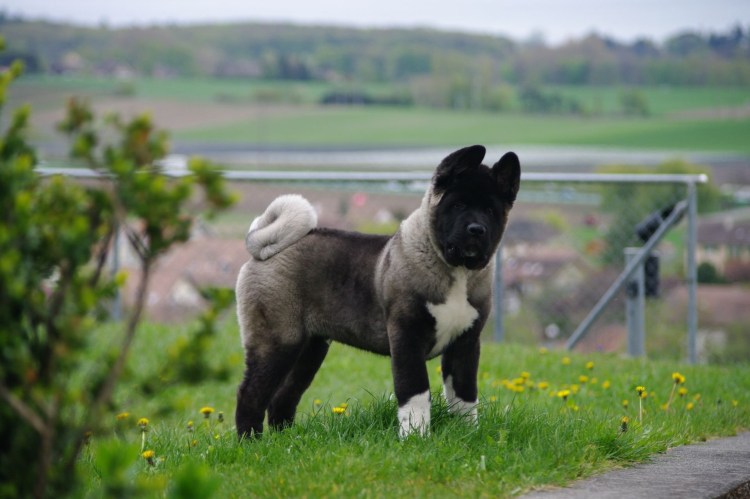 Американская лайка Акита