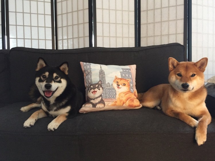 Акита сиба черная