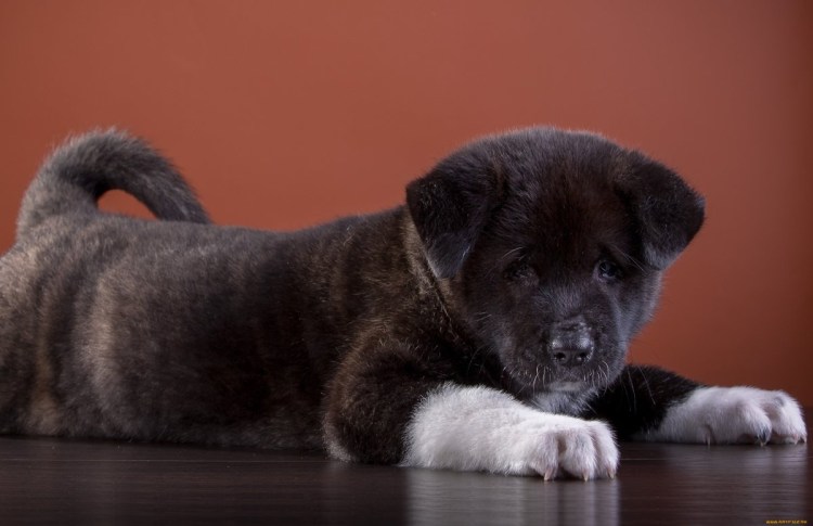 Акита-ину американская щенок