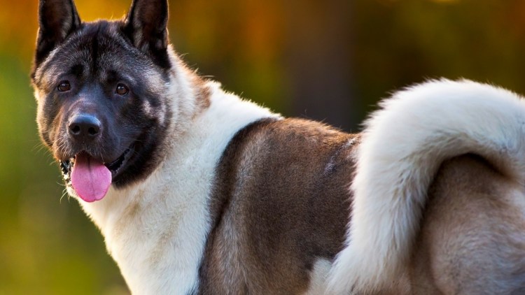 Акита собака черная