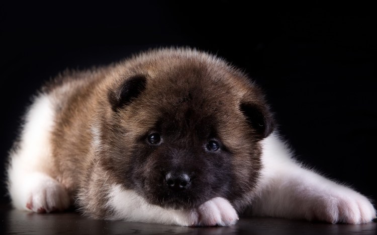 Американский Акито ину