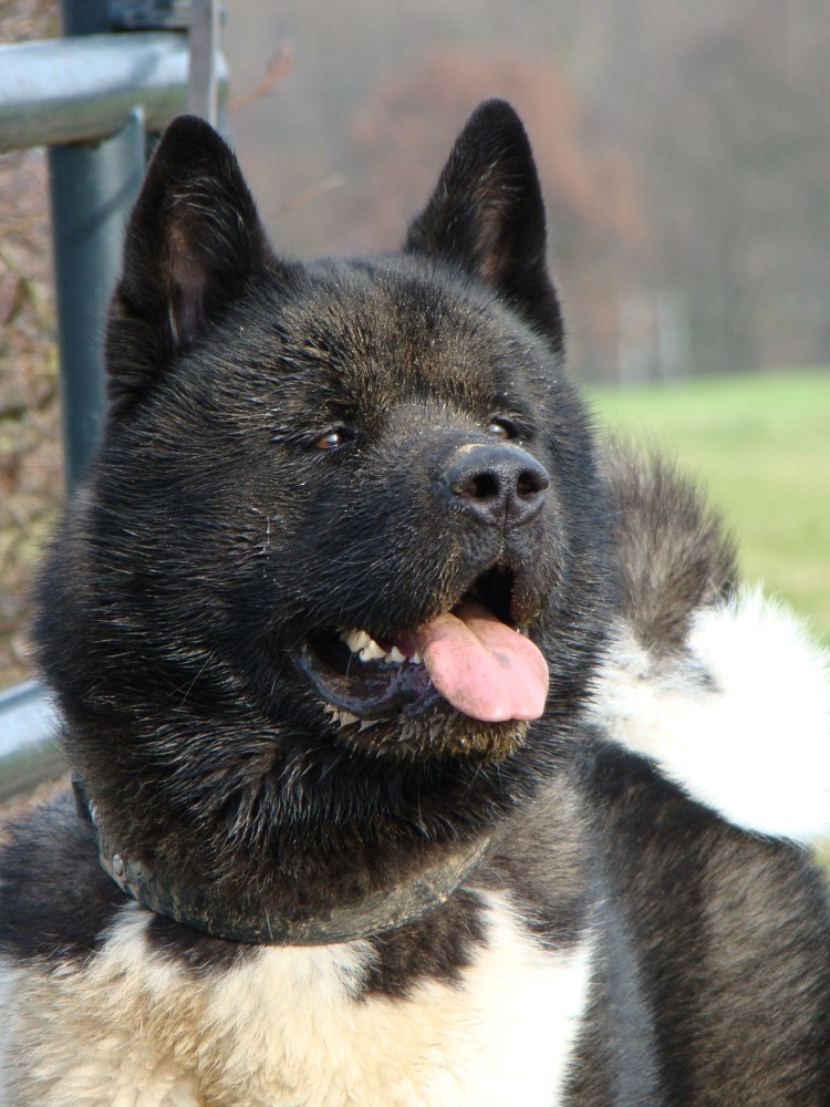 Акита-ину американская черная