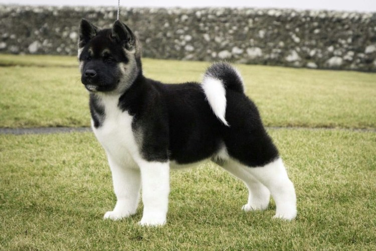 Американский Акито ину