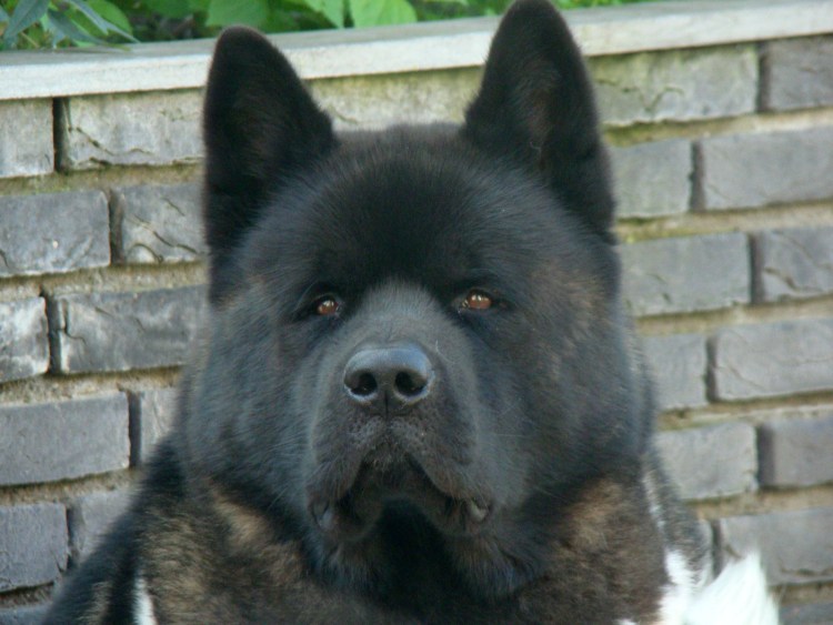 Акита-ину американская черная