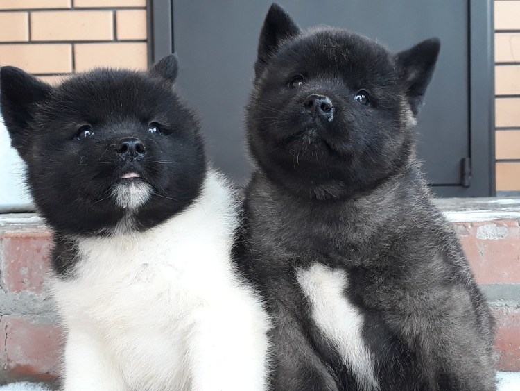 Американская Акита темная