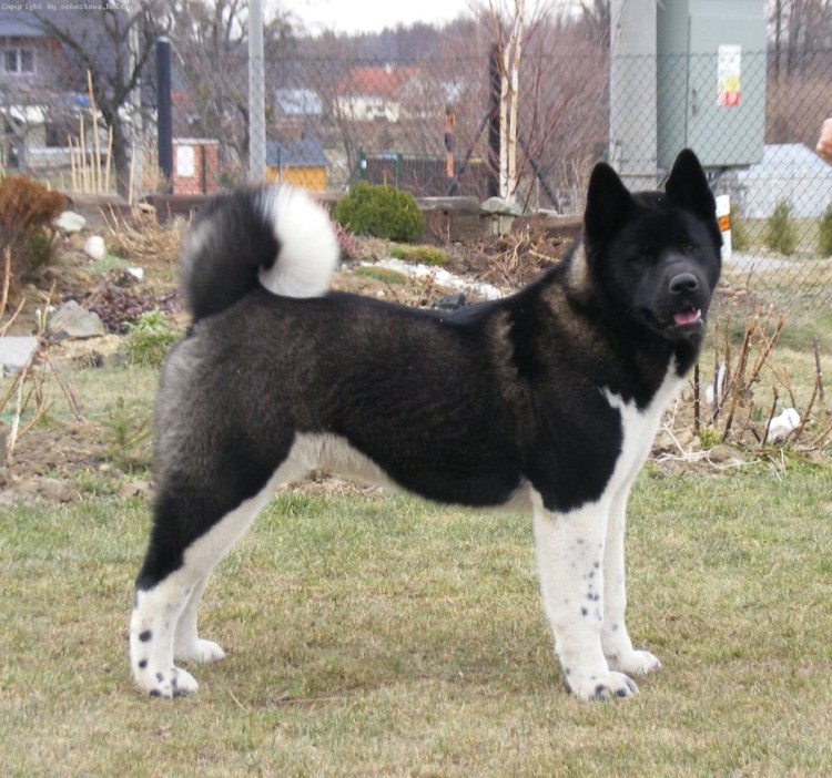 Американская Акита длинношерстная