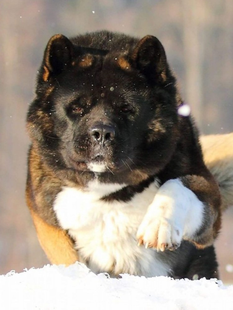 Акита-ину американская черная