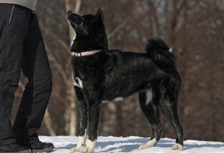 Акита ину черная