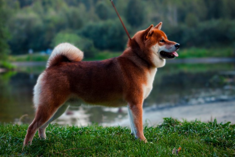 Сиба ину окрас сезам