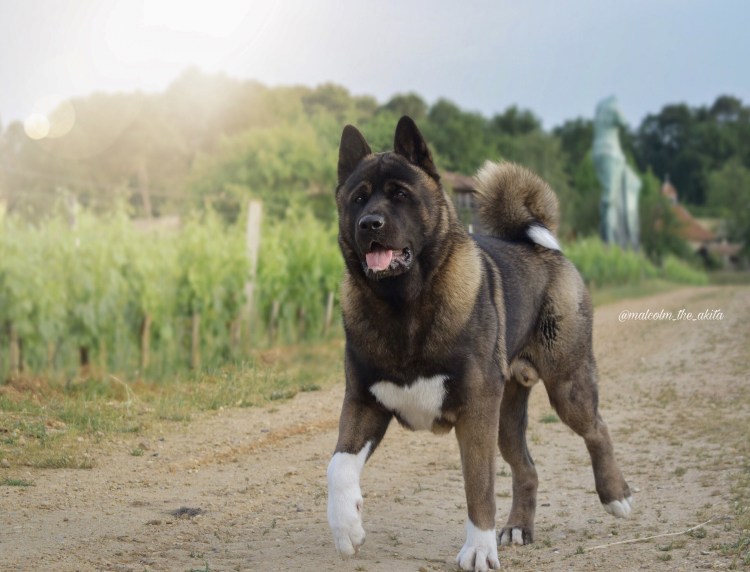 Американская Акита Бойцовая порода