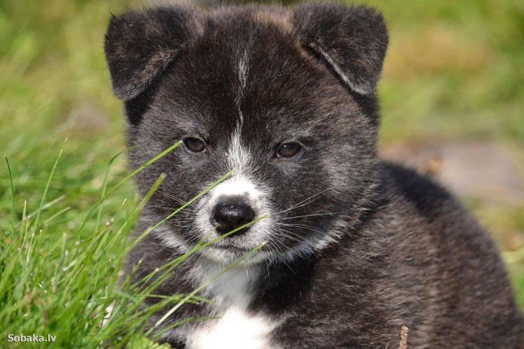 Акита ину черная