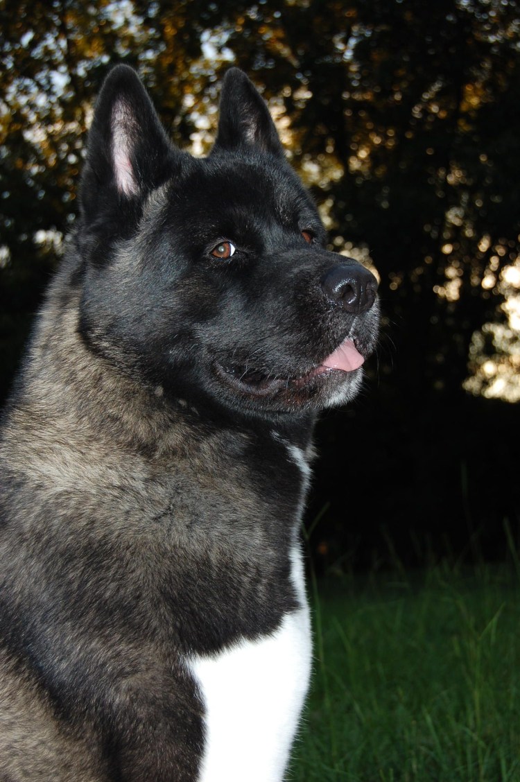 Акита ину черная