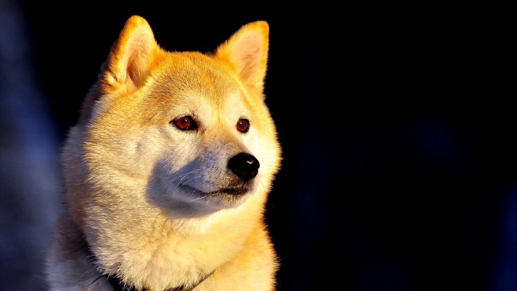 Акита-ину и сиба-ину