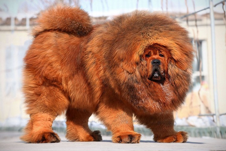 Тибетский мастиф