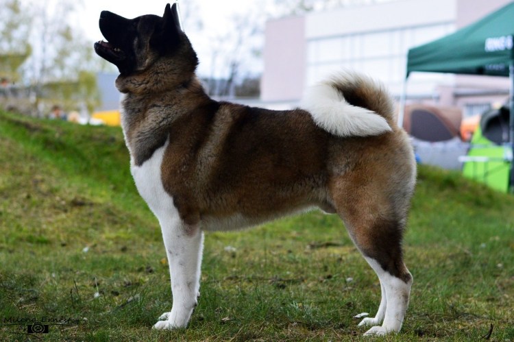 Американская Акита