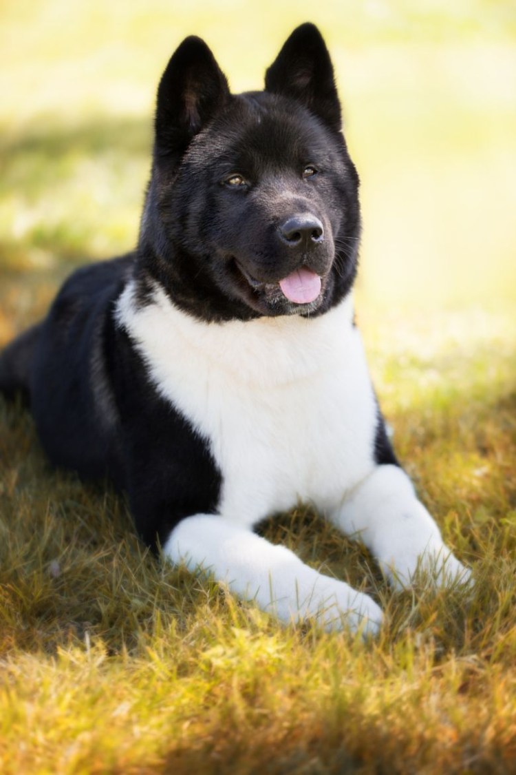 Собака американская Акита