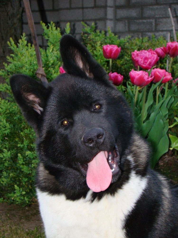 Черная Акита американская Акита