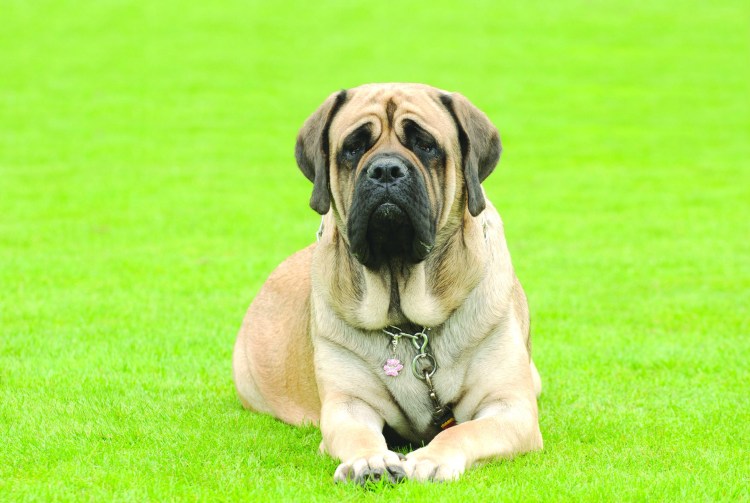 Английский мастиф породы собак
