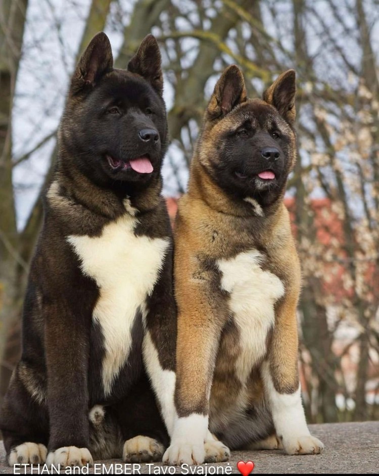 Порода собак американский Акита