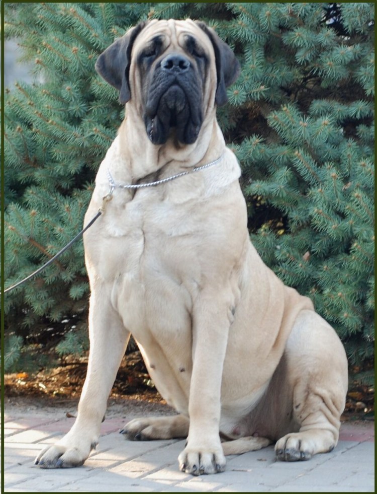 Английский мастиф