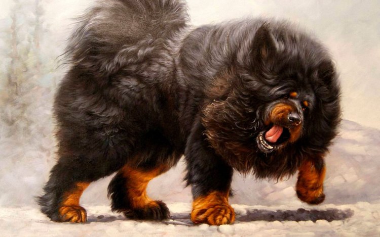 Собака тибетский мастиф