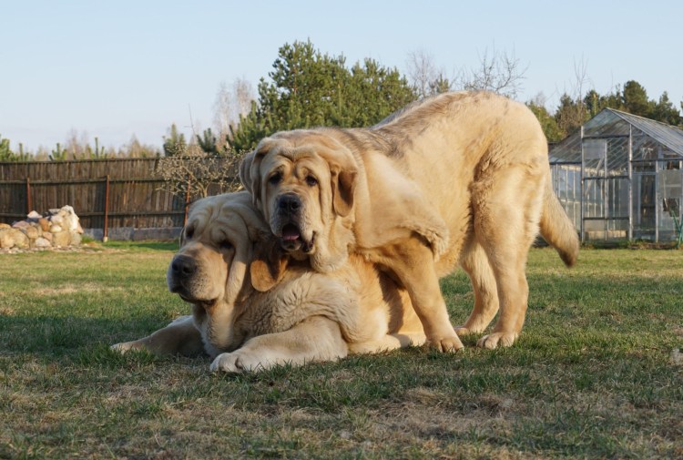 Афганский мастиф