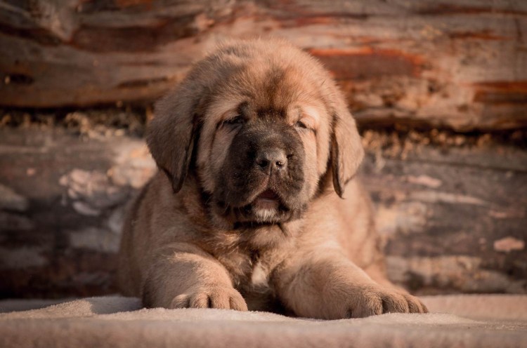 Порода испанский мастиф