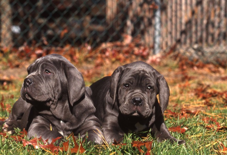 Неаполитанский мастиф (Мастино)