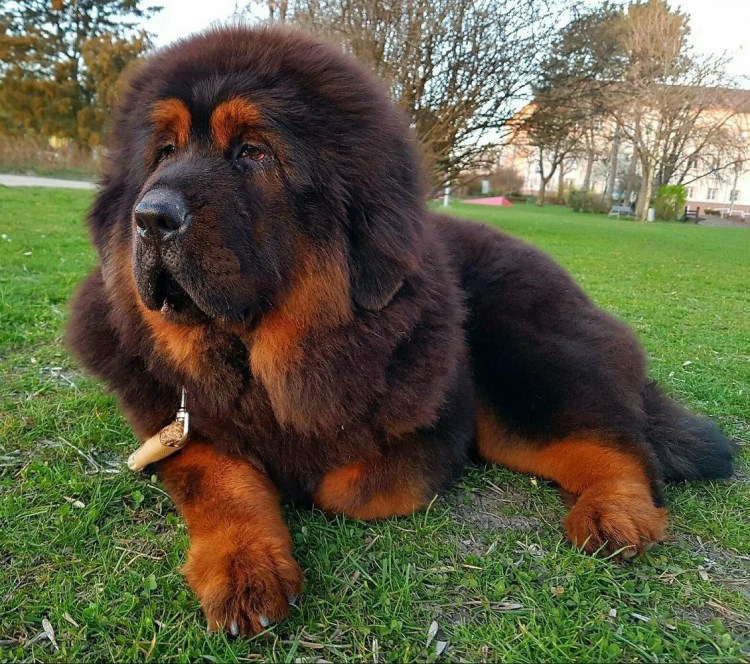 Тибетский мастиф