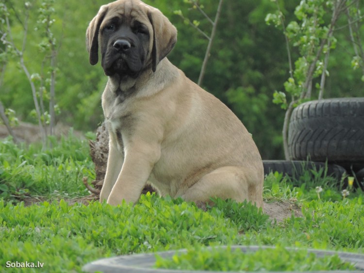 Английский мастиф породы собак