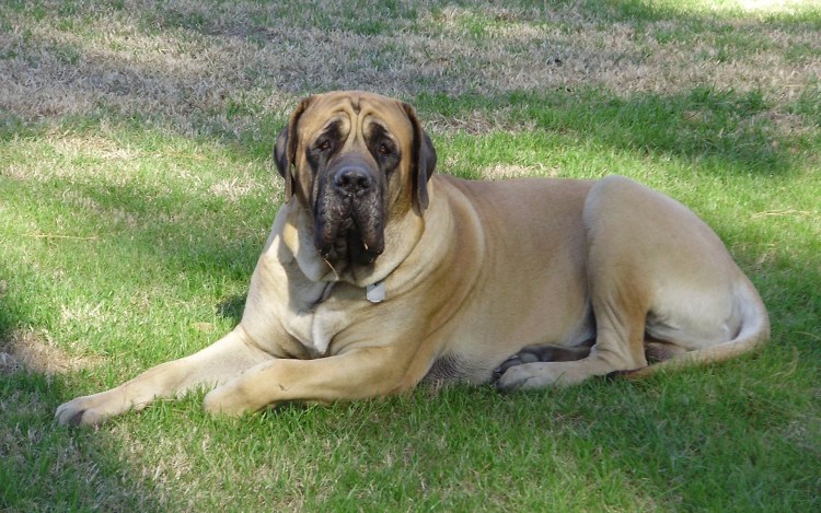 Английский мастиф