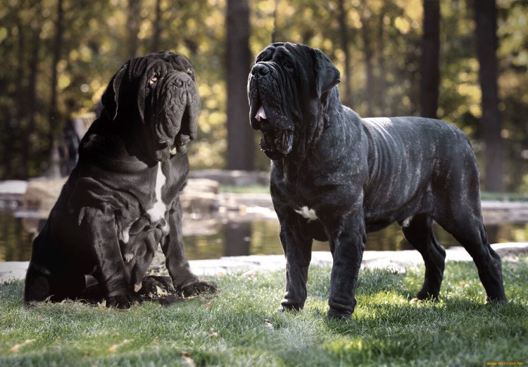 Неаполитанский мастиф Геркулес