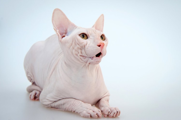 Сфинкс порода кошек Донской