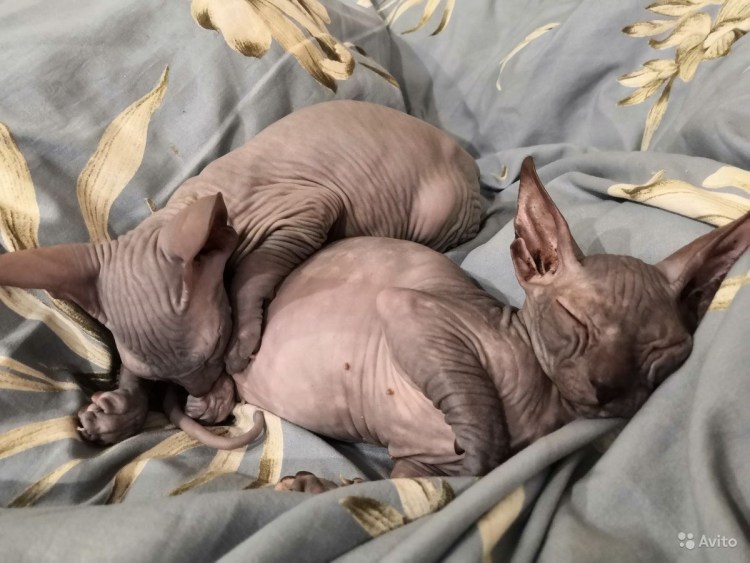 Канадский сфинкс браш