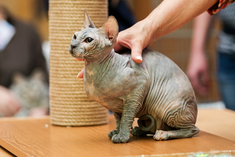 Сфинкс порода кошек Донской