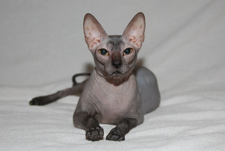 Донской сфинкс флок