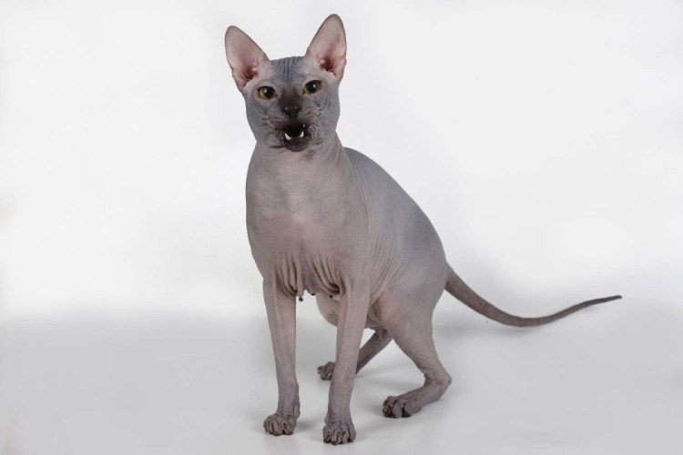 Ишим Донской сфинкс котята