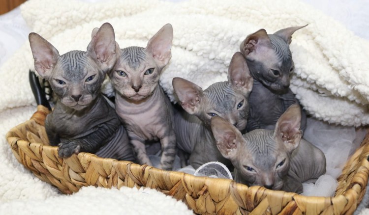 Сфинкс (порода кошек)