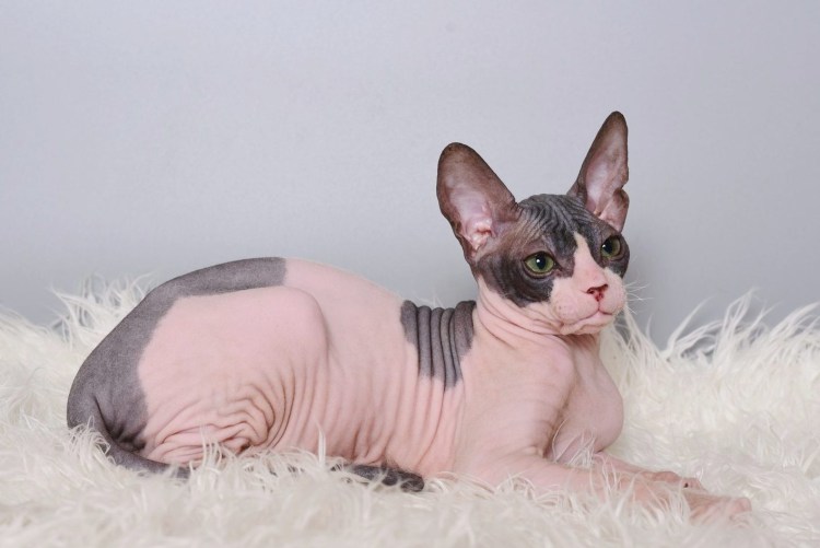 Донской сфинкс котята