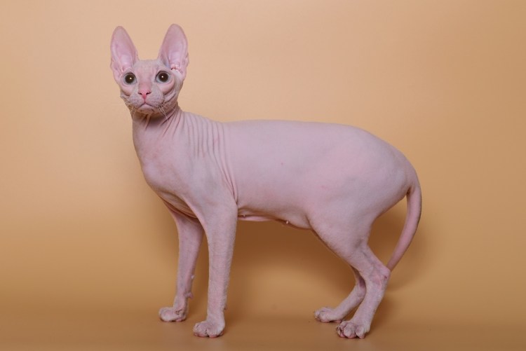 Сфинкс порода кошек Донской