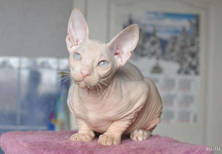Донской сфинкс кошка