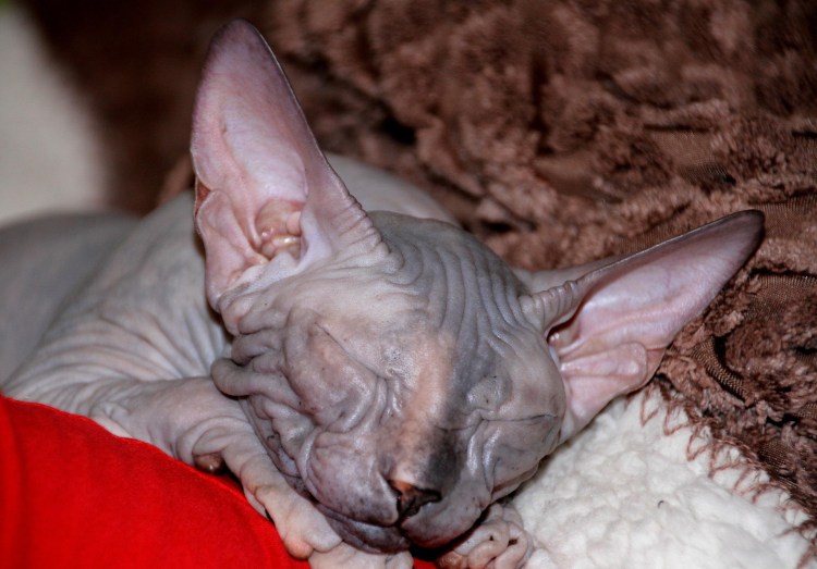 Сфинкс кошка Донской сфинкс