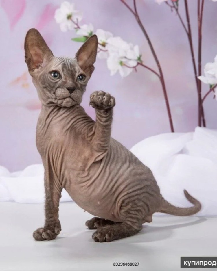 Донские сфинксы